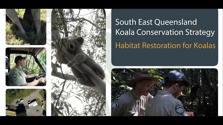 Habitat restoration for koalas in South East Queensland
