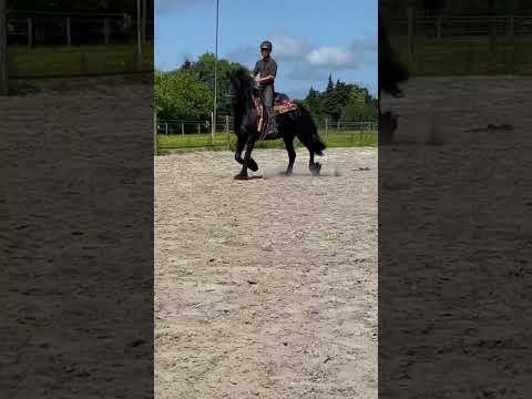 Video: Wat voor soort paardengang kan zijn?