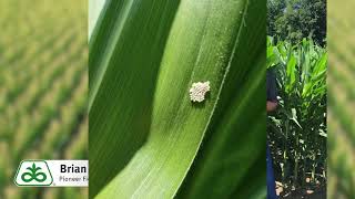 Western Bean Cutworm Monitoring