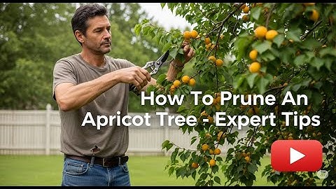 STOP Pruning Your Apricot Tree WRONG! (Easy Fixes Here)