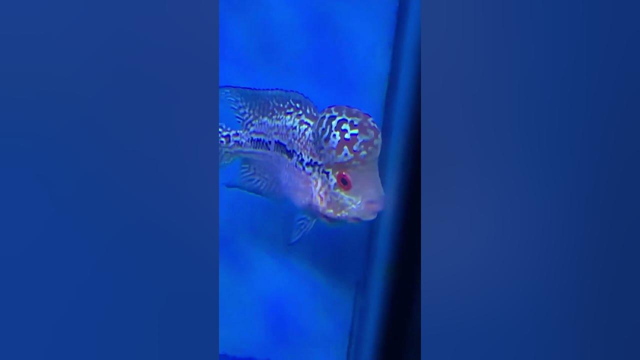 My 2.5inches flowerhorn recovered from white spots aquariumhobby 