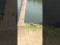Giant Monitor Lizard in Lumphini Park 🦎 Bangkok, Thailand