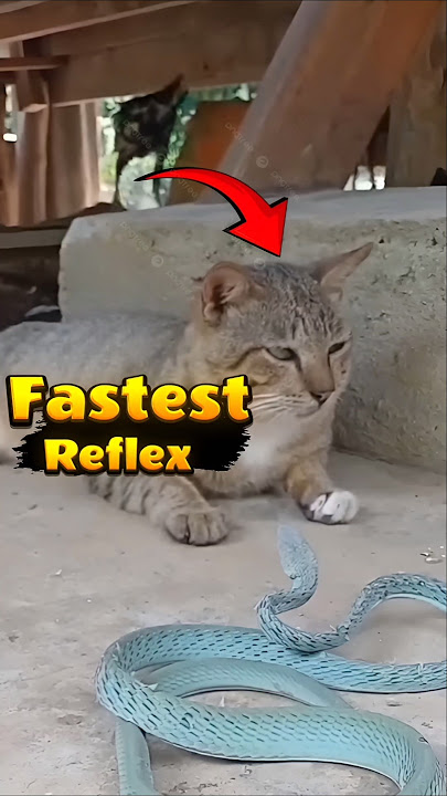 The Cat's Reflex Reaction is Faster than the Snake