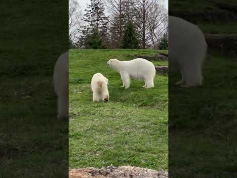 Jebbie the grizzly bear 'very happy' at wildlife sanctuary, Detroit Zoo  says 