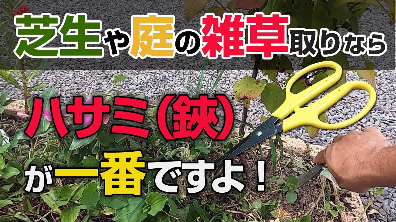 草取りはハサミが一番 芝生や庭 畑の強力な雑草も根こそぎ簡単 Youtube