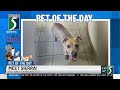 TV5 Pet of the Day: Meet Sierra!