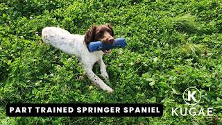 What Does a Part-Trained Gundog Actually Look Like? | Dougie’s Progress