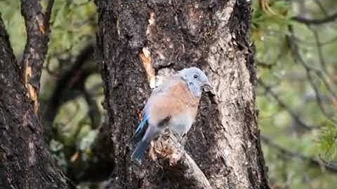 "قرائة من عبق القرآن الكريم "ماتيسر من سورة سبأ للقارئ رعد الكردي