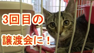 【保護猫】レスキューした子猫78 回目の譲渡会です。にこちゃんはいつも通りいたずらしたり、甘えたり…