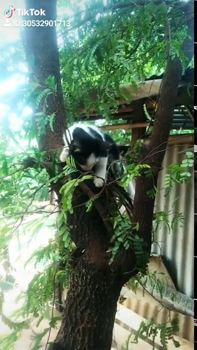 Kucing patah hati