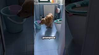 Owner Discovers ToiletTrained Golden Retriever