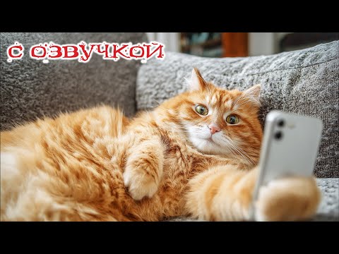 Приколы с котами! С ОЗВУЧКОЙ! Смешные котики! Смешные видео про животных! ДО СЛЕЗ!