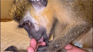 Supreme ASMR Monkey Primal Relaxing Grooming