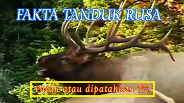 BENARKAH RUSA MEMATAHKAN TANDUKNYA SENDIRI ??? ( @bayusamudrajember9885 )
