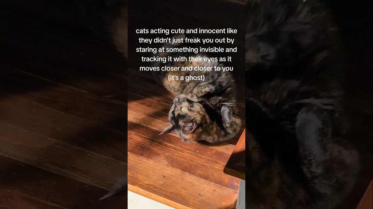 Can cats see ghosts?? Can cats see ghosts??