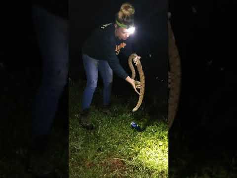 Catching a Diamondback