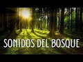 🌲 SONIDOS del BOSQUE | 3 horas de sonidos de AGUA para RELAJACIÓN | Sonido del Bosque para Relajarse