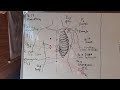 Anatomía energética de Zhineng 3. Video 2  EL CENTRO online