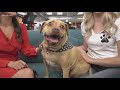 Pet of the Week: Cody