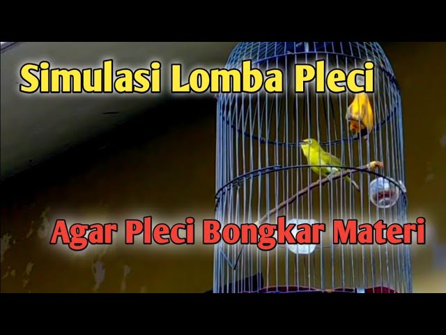 Simulasi Lomba pleci || Terapi Pleci Koloni || Pancingan Pleci Ngalas || Masteran Pleci class=