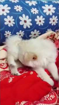 Download lagu chotto pablo babu ❤️ #pablo #trending #cute #pets #like #love #shortvideo #viralvideo #mahadiv #dog