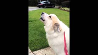 Great Pyrenees 'Bruce' Howling