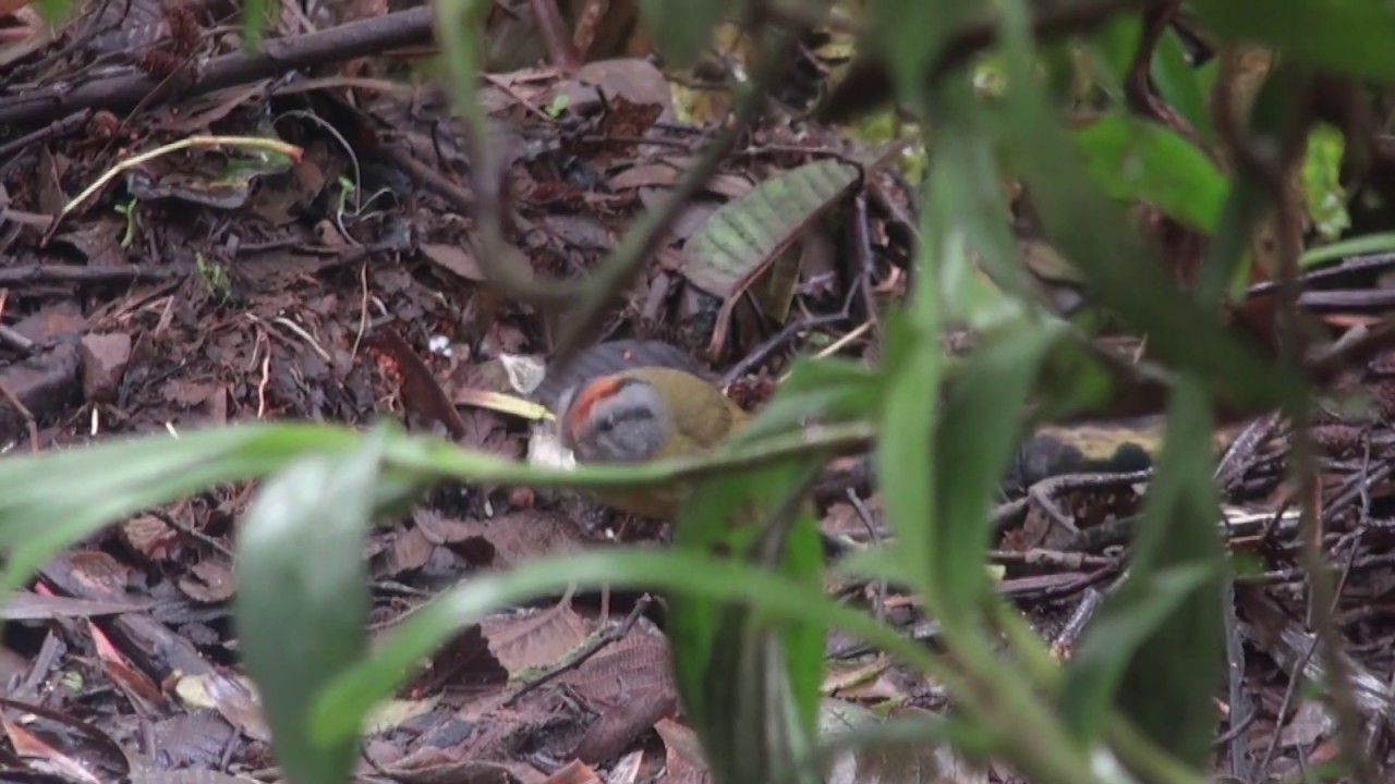 Paruline à diadème (Basileuterus coronatus) Russet-crowned Warbler