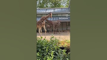 Nieuwe netgiraffe🦒