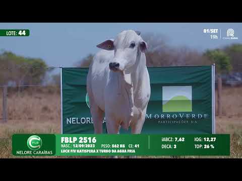 Lote 44   FBLP 2516