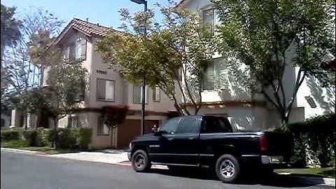 Mockingbird attacking it