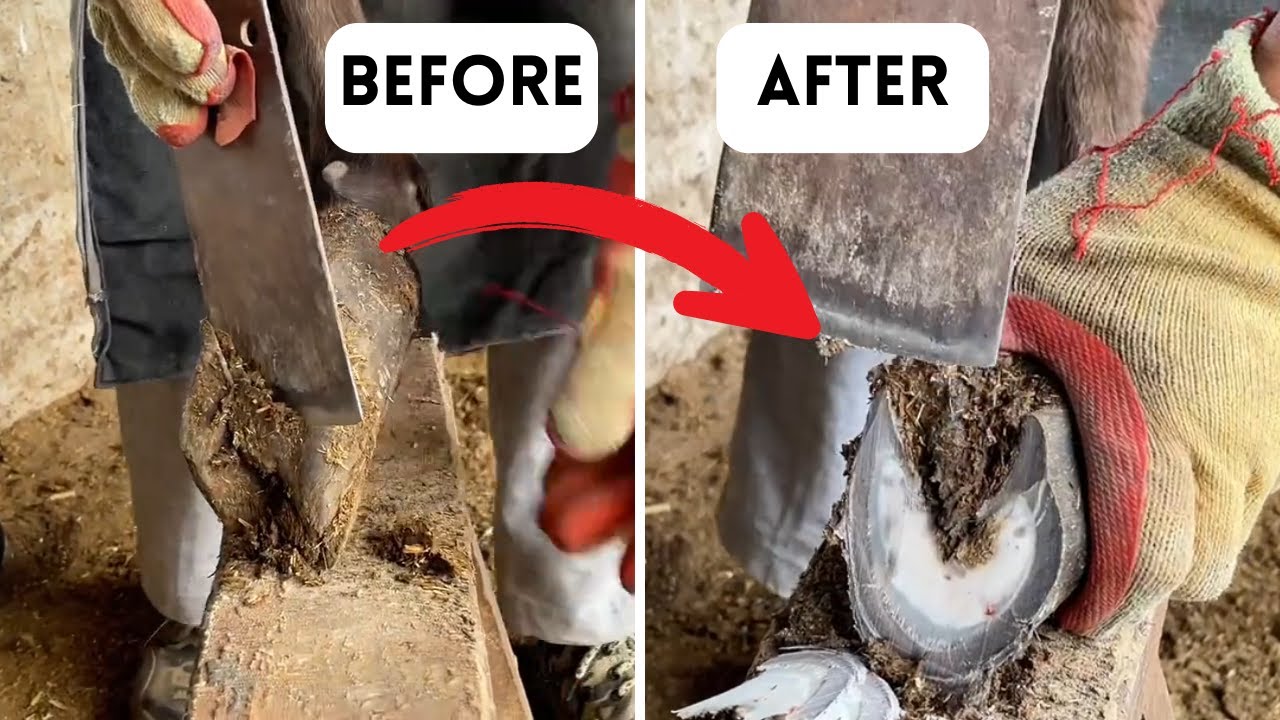 Satisfying Donkey Hoof Trimming | Donkey's Hoof Curved Like A Boat ...