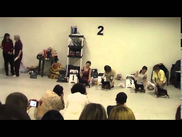 Цвергпинчер. Монопородная выставка. Питер, 12.04.14. Фрагмент 2.