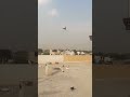 love birds and pigeon #punjabi #pigeon #trending #kabootar #ytshorts #ytviral #sundh_dihat