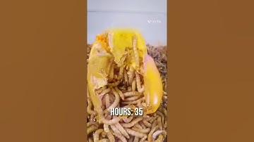 lions versus capsicum timelapse #music #shorts