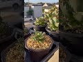 アガベ