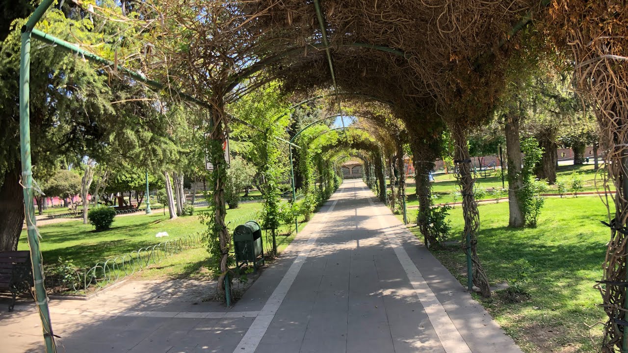OLIVAR