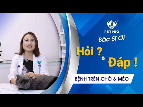 Video: Thú cưng: Các bác sĩ cho biết thú cưng có thể làm giảm nguy cơ mắc bệnh tim, ve sầu bắt đầu xuất hiện