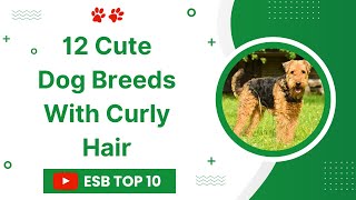 12 Cute Dog Breeds With Curly Hair | ESB TOP 10 #dogbreeds #curlyhair