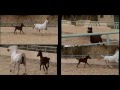 Why Precious (Arabian horse documentary in Egypt)