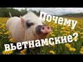 Почему у нас вьетнамские свиньи? // Из города в деревню.