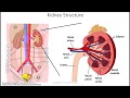 MCAT Prep: Renal Physiology Part I: Basic Renal Processes