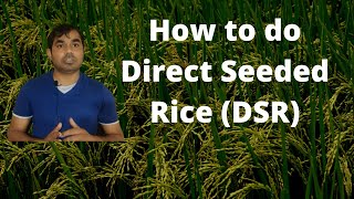 How to do direct seeded rice (DSR) cultivation