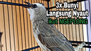 3x Bunyi Langsung Nyaut Respon Gacor Trucukan Lain Mendengar Pancingan Trucukan Gacor Emosi Ini