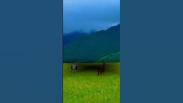 قل سيروا في الأرض فانظروا كيف كان عاقبة المجرمين | الآية 69 #من_سورة_النمل