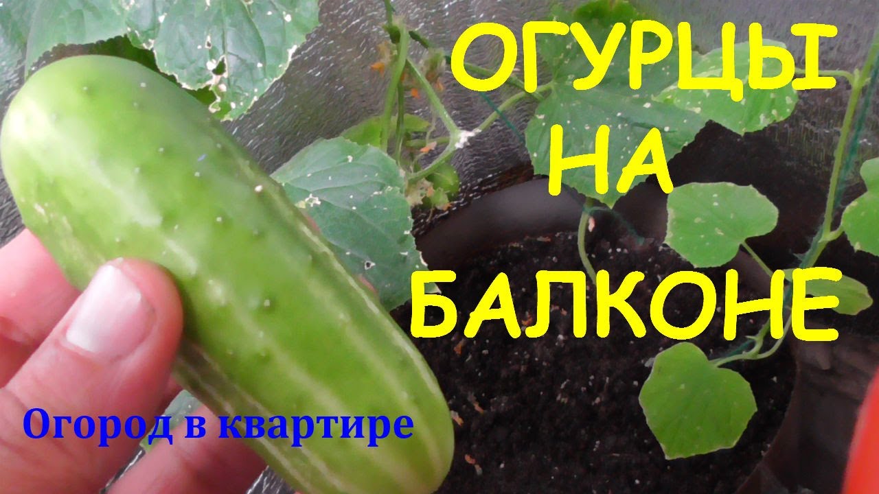 Огурцы на балконе - YouTube
