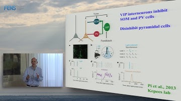 Michael Hasselmo on Neuromodulation and cortical function - Part 2