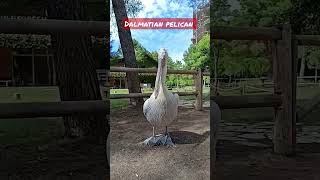 Dalmatian Pelican - Pelican Creț - Pelecanus Crispus