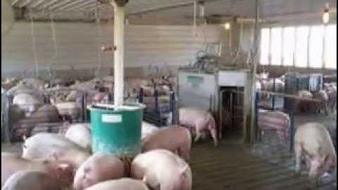 Osborne Automatic Pig Sorting System - Weight Watcher™ Growth Management