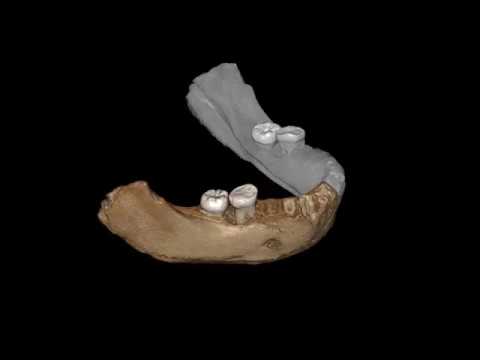 Animation of the virtual reconstruction of the Xiahe mandible