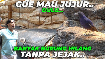 BURUNG YANG SUDAH 1 TAHUN HILANG, NONGOL LAGI DI AVIARY..! CIUNG BATU GACOR 🙀